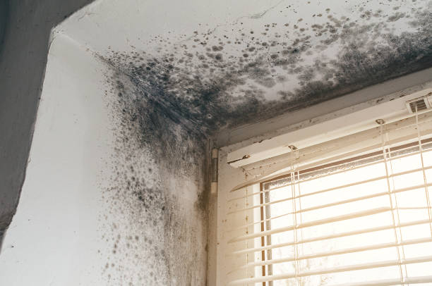 Affordable Mold Inspection And Testing solutions in Harrisburg, IL